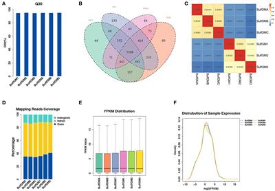 Buffalo long non-coding RNA gene11007 promotes myoblasts proliferation